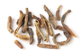 地龙 潜行于泥土中的通络良药